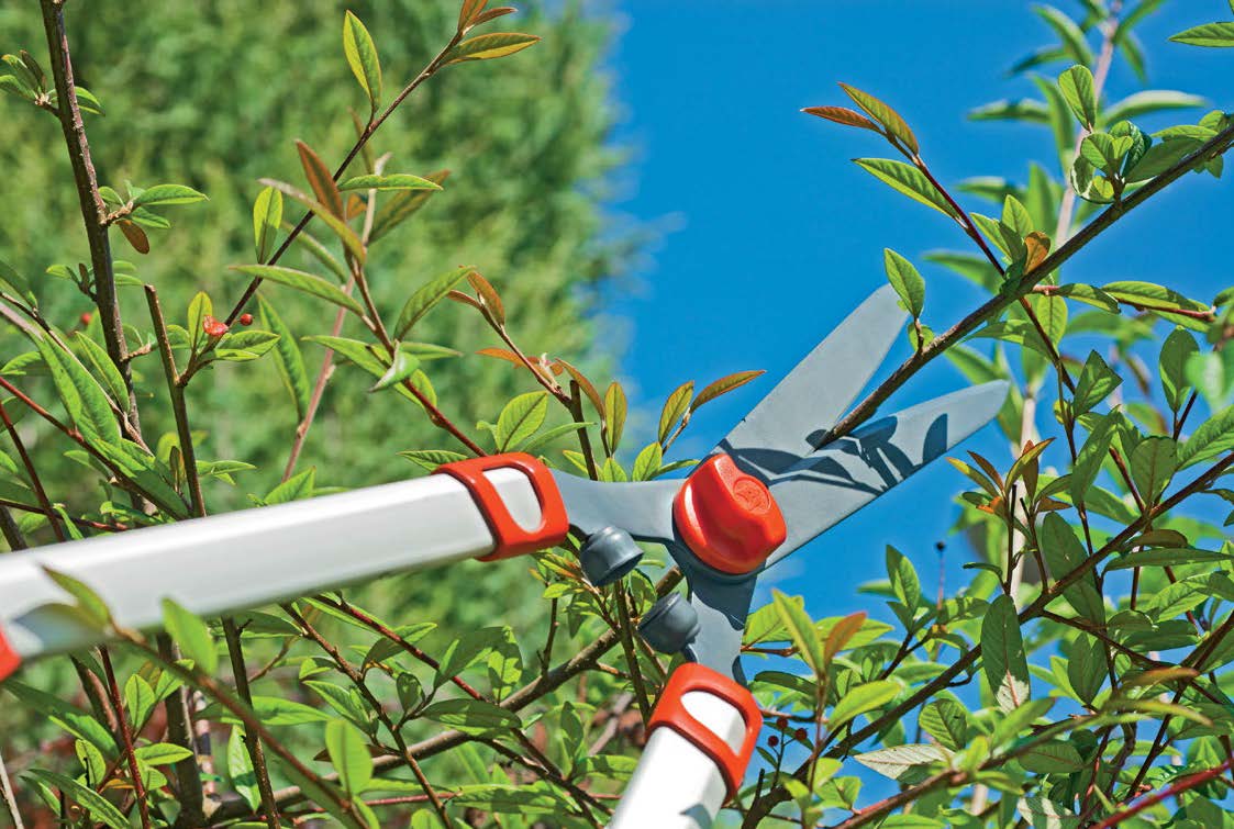 Hedge Shears